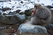 ASIAN PRIMATES - MACAQUES