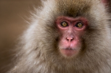 ASIAN PRIMATES - MACAQUES