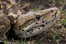 AFRICAN REPTILES