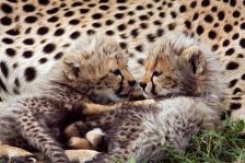 CHEETAH