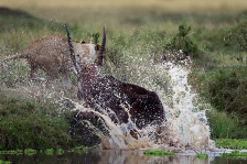 DEFASSA WATERBUCK