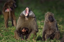 AFRICAN PRIMATES - BABOONS