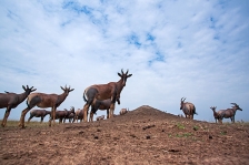 TOPI & HARTEBEEST