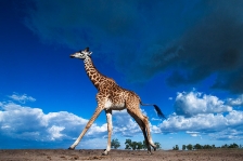 GIRAFFE