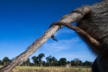  AFRICAN PRIMATES - VERVET
