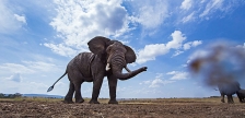 NEW MAASAI MARA REMOTE CAMERA