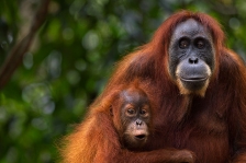 SUMATRAN ORANGUTAN 2012