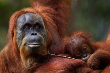 SUMATRAN ORANGUTAN 2012