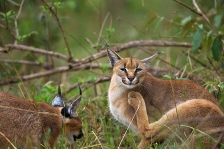 CARACAL