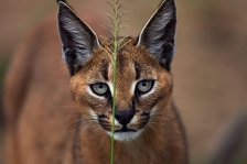 CARACAL