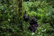 MOUNTAIN GORILLAS 2016