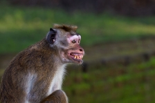 SRI LANKA