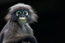 DUSKY LEAF MONKEY or DUSKY LANGUR