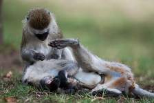  AFRICAN PRIMATES - VERVET