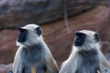ASIAN PRIMATES - LANGURS