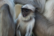 ASIAN PRIMATES - LANGURS