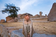HAMPI, INDIA 2018 