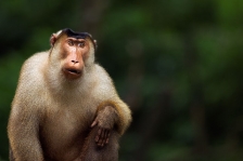 PIG TAILED MACAQUE