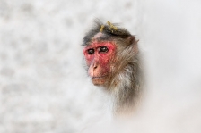 THE PREMIER EXCLUSIVE COLLECTION