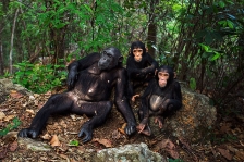 CHIMPANZEE
