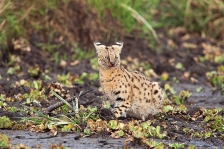 SERVAL