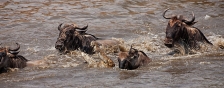 WILDEBEEST