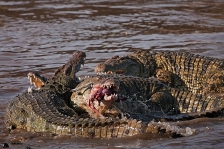 CROCODILE