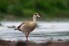 DUCKS & GEESE