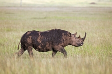 RHINOCEROS