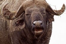 CAPE BUFFALO