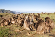 AFRICAN PRIMATES - GELADA