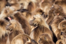 AFRICAN PRIMATES - GELADA