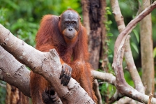 ORANGUTAN