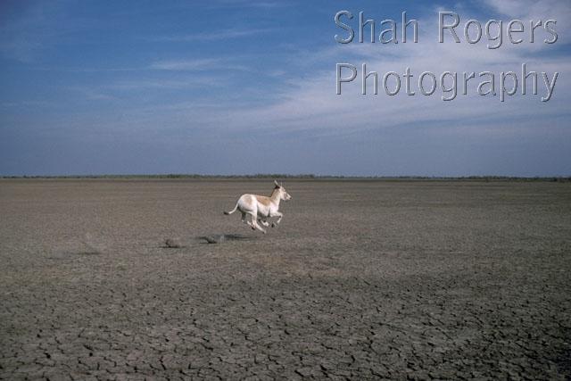 ACTION;ASIA;ASSES;DESERTS;ENDANGERED;LANDSCAPES;MAMMALS;PERISSODACTYLA;RUNNING;VERTEBRATES