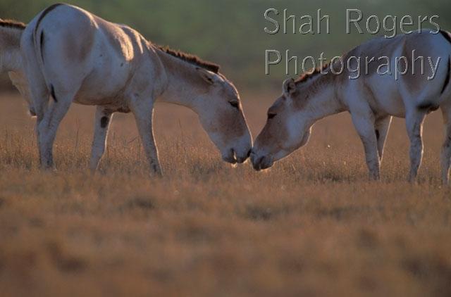 ASIA;ASSES;BEHAVIOUR;COMMUNICATION;ENDANGERED;MALES;MAMMALS;PERISSODACTYLA;VERTEBRATES