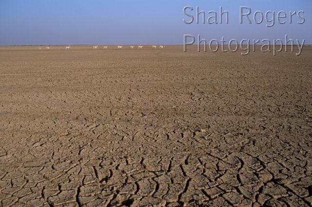ASIA;ASSES;DESERTS;ENDANGERED;GROUPS;HABITAT;LANDSCAPES;MAMMALS;PERISSODACTYLA;VERTEBRATES