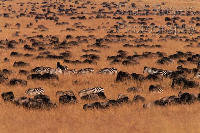 AFRICA;ANTELOPES;ARTIODACTYLA;BOVIDS;GRASSLAND;GROUPS;HABITAT;HORIZONTAL;LANDSCAPES;MAMMALS;OUTSTANDING;PATTERNS;SAVANNA;VERTEBRATES;WILDEBEESTS