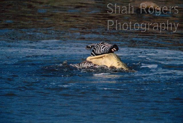 ACTION;AFRICA;BEHAVIOUR;CROCODILES;CROCODILIANS;MAMMALS;PREDATION;REPTILES;VERTEBRATES;WATER