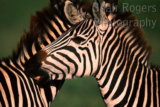 AFRICA;BEHAVIOUR;FRIENDS;FRIENDSHIP;GROOMING;MAMMALS;OUTSTANDING;PERISSODACTYLA;VERTEBRATES;ZEBRAS