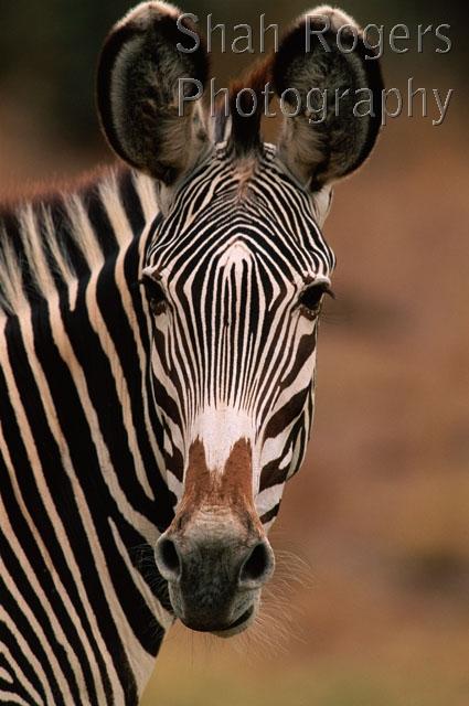 AFRICA;EARS;ENDANGERED;FACES;HEADS;MAMMALS;OUTSTANDING;PATTERNS;PORTRAITS;STRIPES;VERTEBRATES;VERTICAL;WILDLIFE