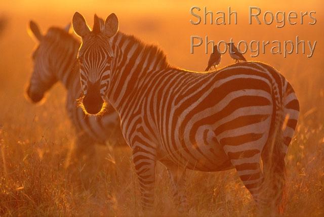 AFRICA;ARTIODACTYLA;ATMOSPHERIC;BIRDS;MAMMALS;PERISSODACTYLA;SUNSET;VERTEBRATES;ZEBRAS