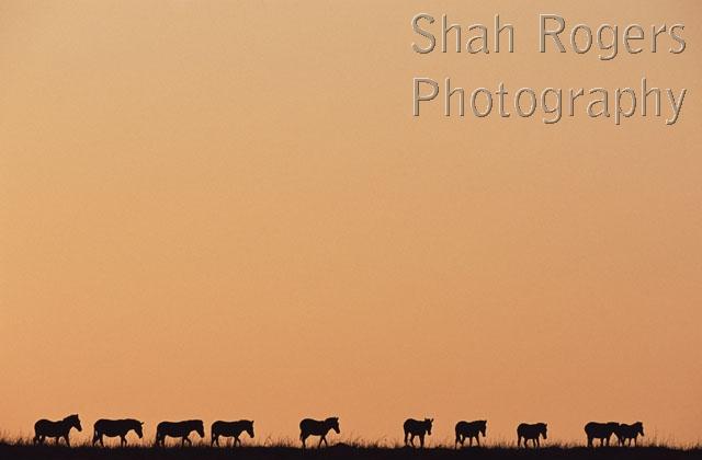 AFRICA;ARTIODACTYLA;GROUPS;HORIZONTAL;MAMMALS;SILHOUETTES;SKY;SUNRISE;TEN;VERTEBRATES