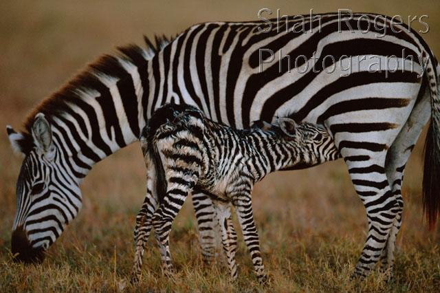 AFRICA;BABY;BEHAVIOUR;DRINKING;FAMILIES;FEEDING;HORIZONTAL;MAMMALS;MOTHER;PERISSODACTYLA;RESERVE;STRIPES;SUCKLING;VERTEBRATES;ZEBRAS