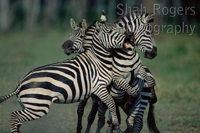 ACTION;AFRICA;AGGRESSION;BEHAVIOUR;DOMINANCE;FIGHTING;GROUPS;HORIZONTAL;MALES;MAMMALS;PERISSODACTYLA;STRIPES;VERTEBRATES;ZEBRAS