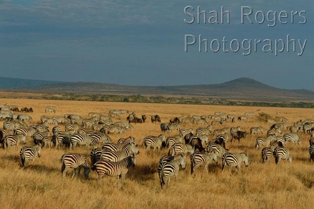 AFRICA;GRASSLAND;GROUPS;HABITAT;HORIZONTAL;LANDSCAPES;MAMMALS;NP;PERISSODACTYLA;SAVANNA;VERTEBRATES;ZEBRAS