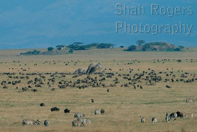 AFRICA;GEOLOGY;GRASSLAND;GROUPS;HABITAT;HORIZONTAL;LANDSCAPES;MAMMALS;NP;PERISSODACTYLA;RESERVE;ROCKS;SAVANNA;VERTEBRATES;ZEBRAS