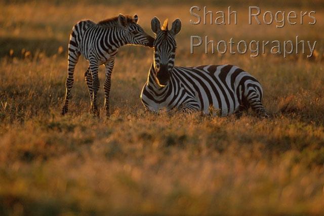 AFRICA;BABY;HORIZONTAL;INTERACTION;INTIMACY;JUVENILE;MAMMALS;PERISSODACTYLA;RESERVE;VERTEBRATES;ZEBRAS