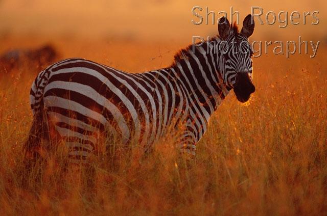 AFRICA;DUSK;GRASSLAND;HORIZONTAL;MAMMALS;PEACEFUL;PERISSODACTYLA;PORTRAITS;PROFILE;RESERVE;SAVANNA;STRIPES;VERTEBRATES;ZEBRAS