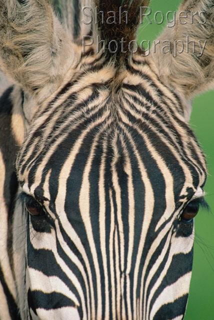 AFRICA;FACES;HEADS;MAMMALS;PATTERNS;PERISSODACTYLA;STRIPES;VERTEBRATES;VERTICAL;ZEBRAS