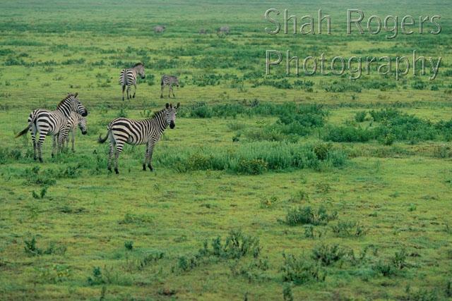 AFRICA;FAMILIES;FEEDING;GRASSLAND;GREEN;GROUPS;HABITAT;HORIZONTAL;MAMMALS;PERISSODACTYLA;RESERVE;SAVANNA;VERTEBRATES;ZEBRAS